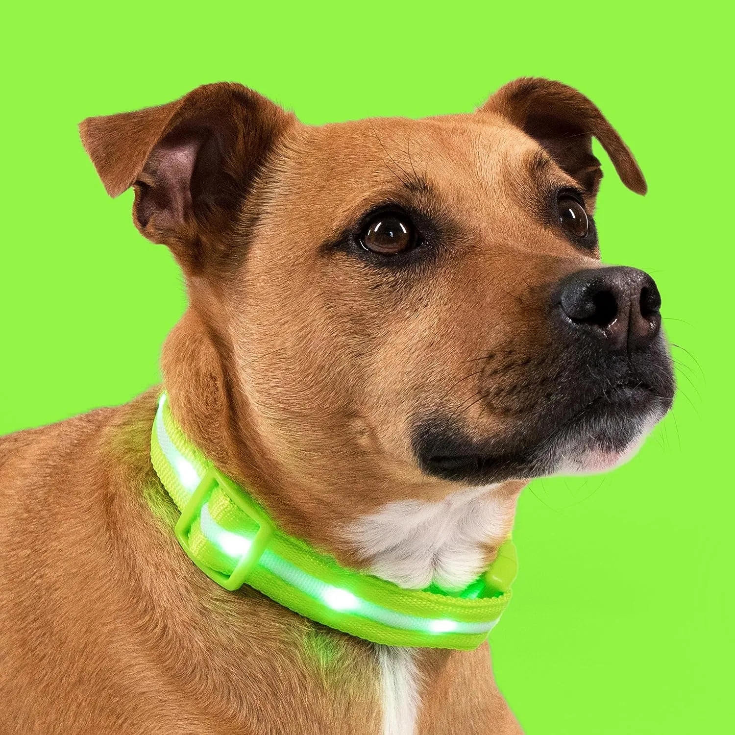 Glow in the Dark Dog Collar