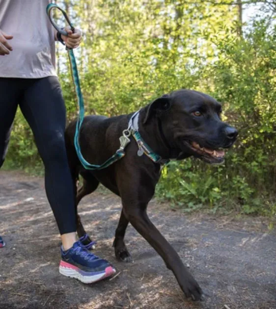 Ruffwear Crag™ Reflective & Multi-Use Dog Leash (Alpine Dusk)