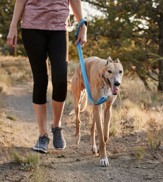 Ruffwear Crag™ Reflective & Multi-Use Dog Leash (Alpine Dusk)