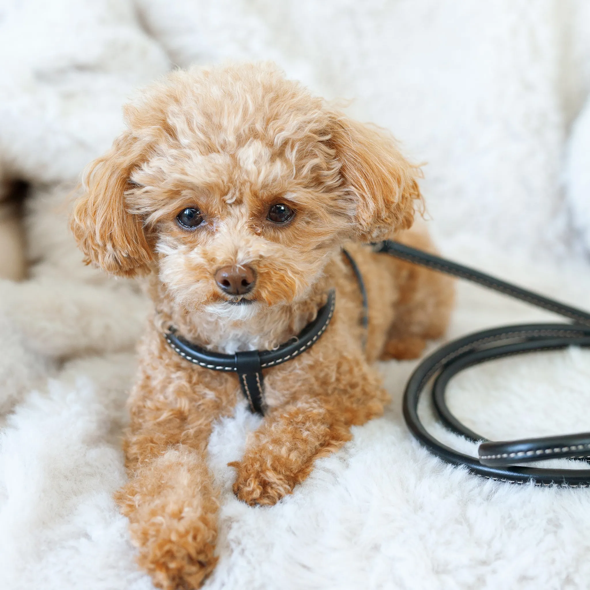 tubular calfskin leash - black