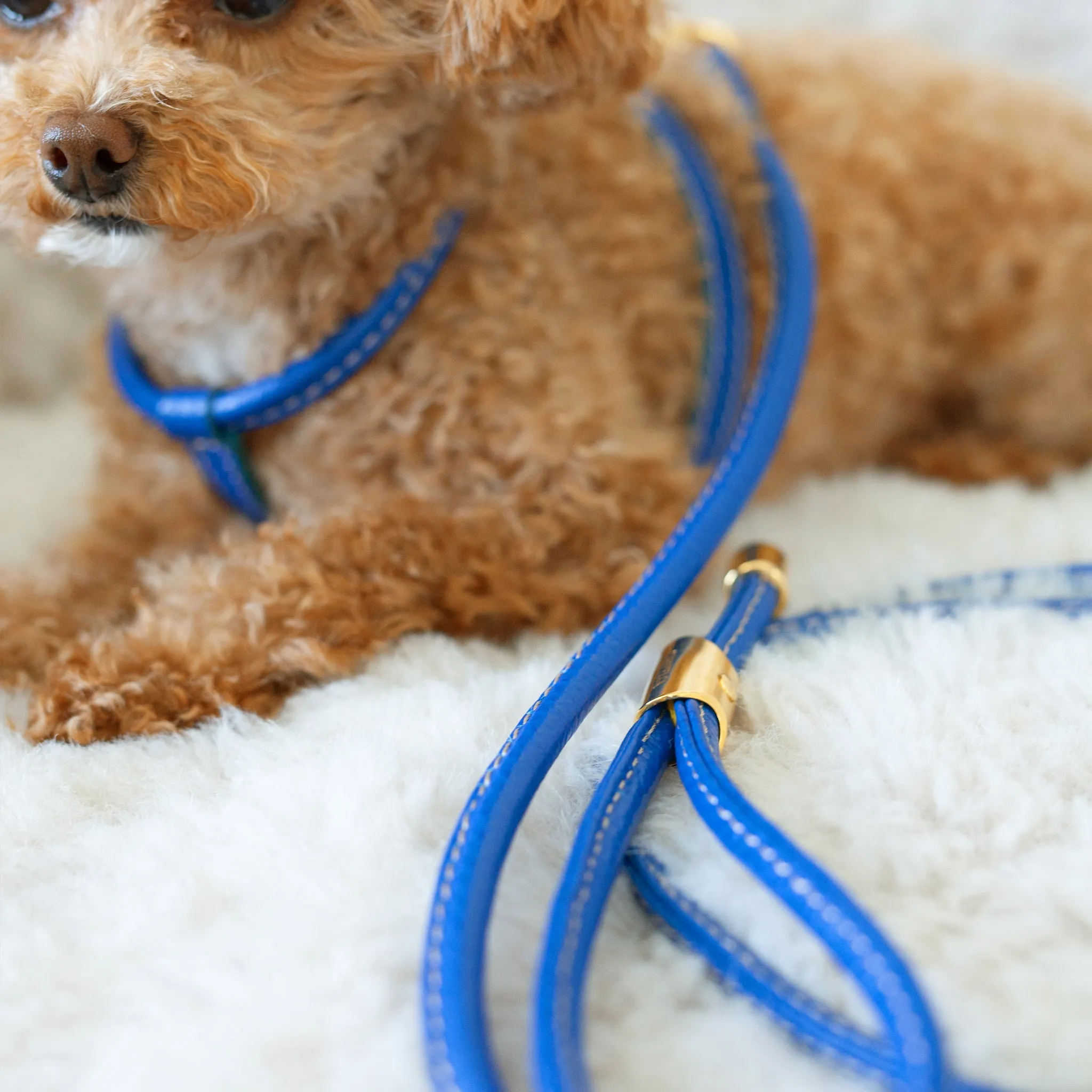 tubular calfskin leash - blue