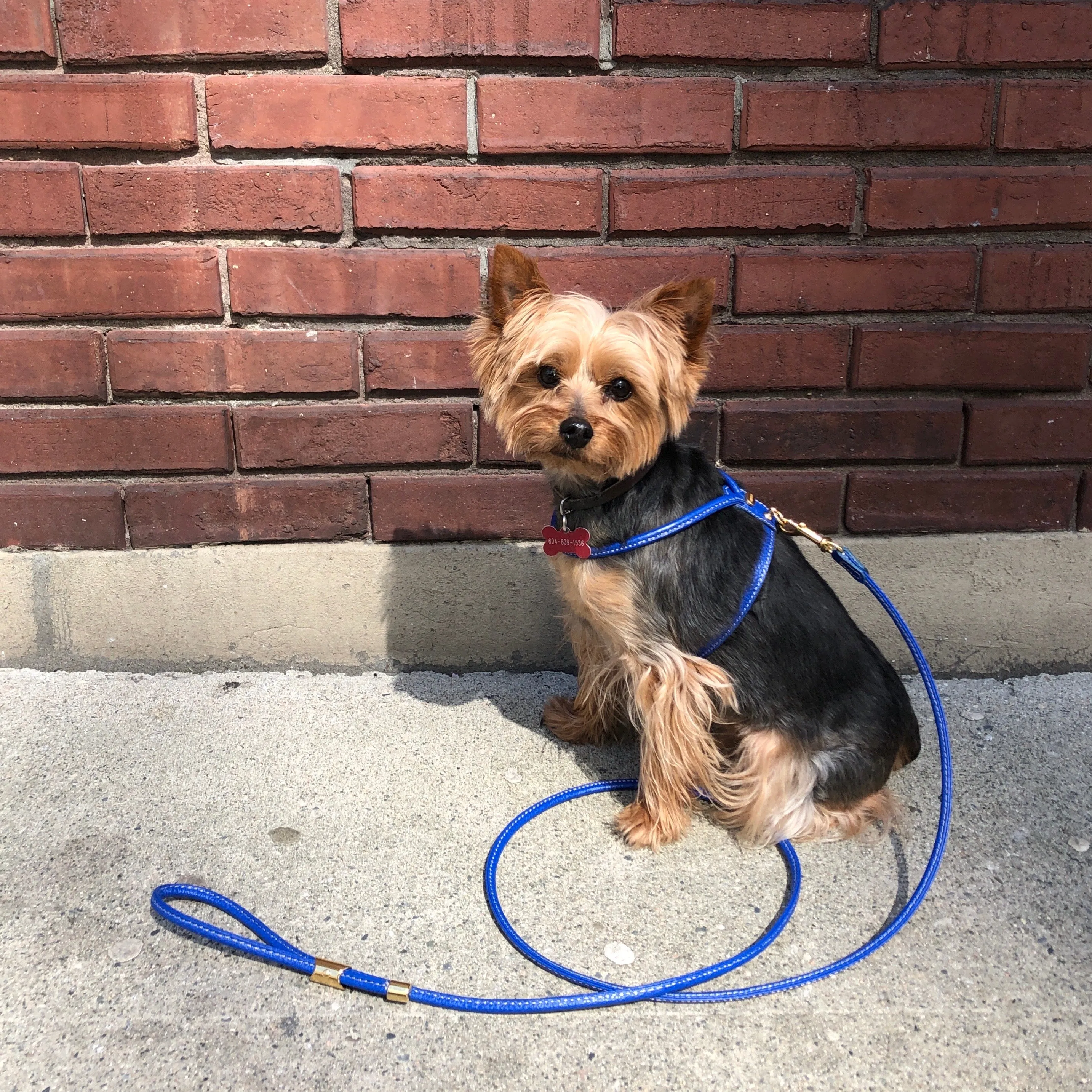 tubular calfskin leash - blue