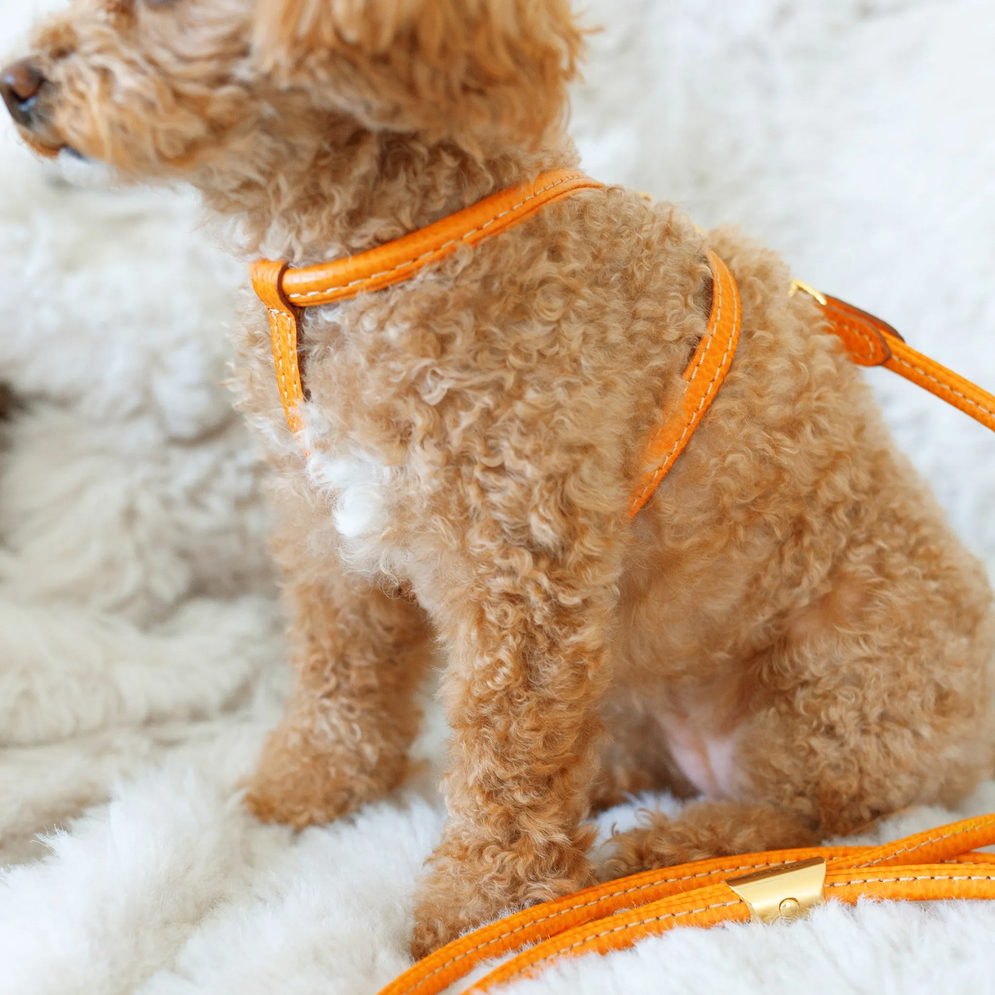 tubular calfskin leash - orange