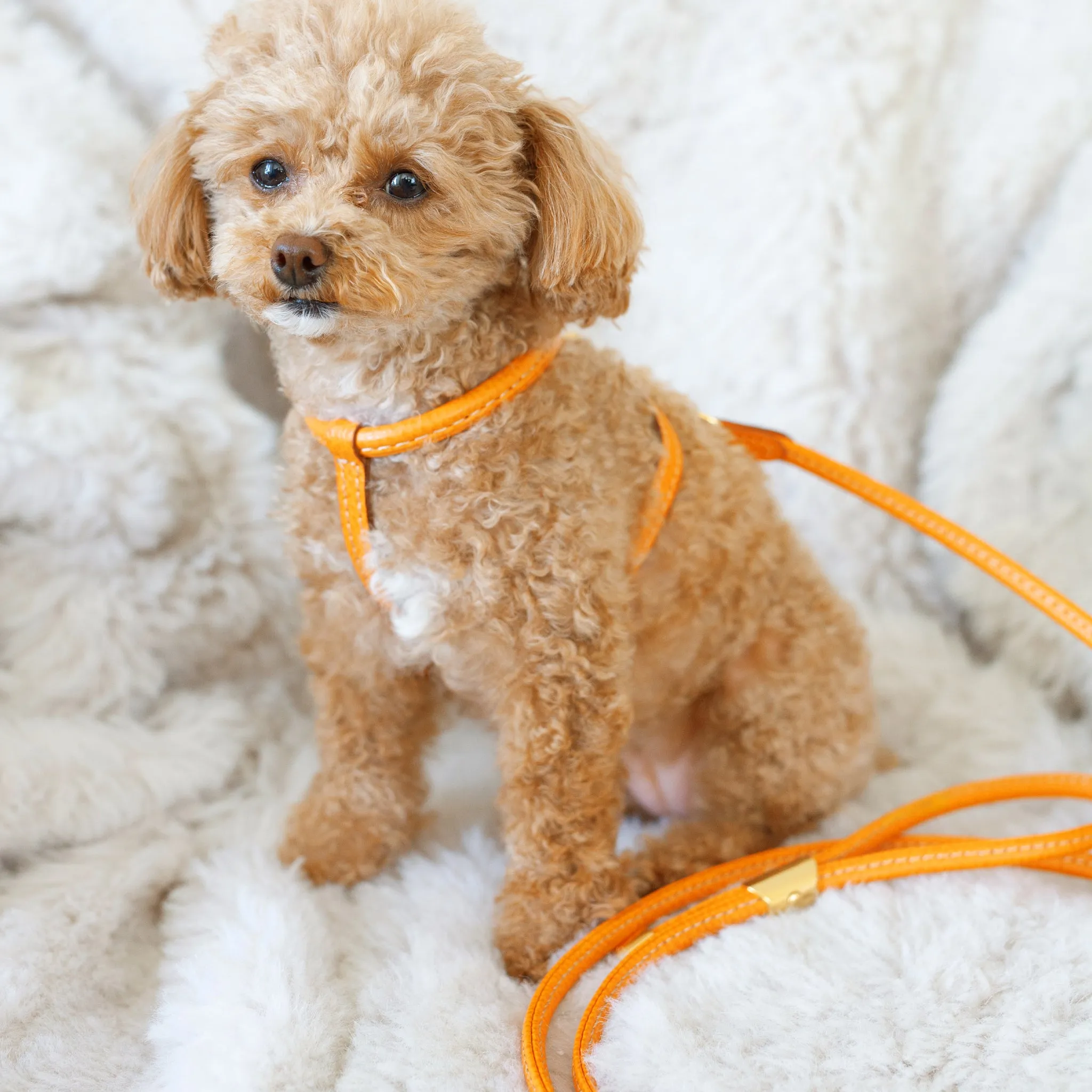 tubular calfskin leash - orange